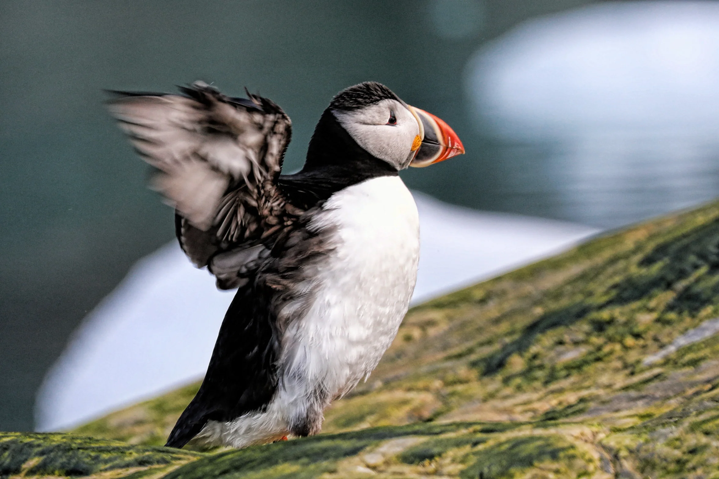 Atlantic puffin waving hello.
