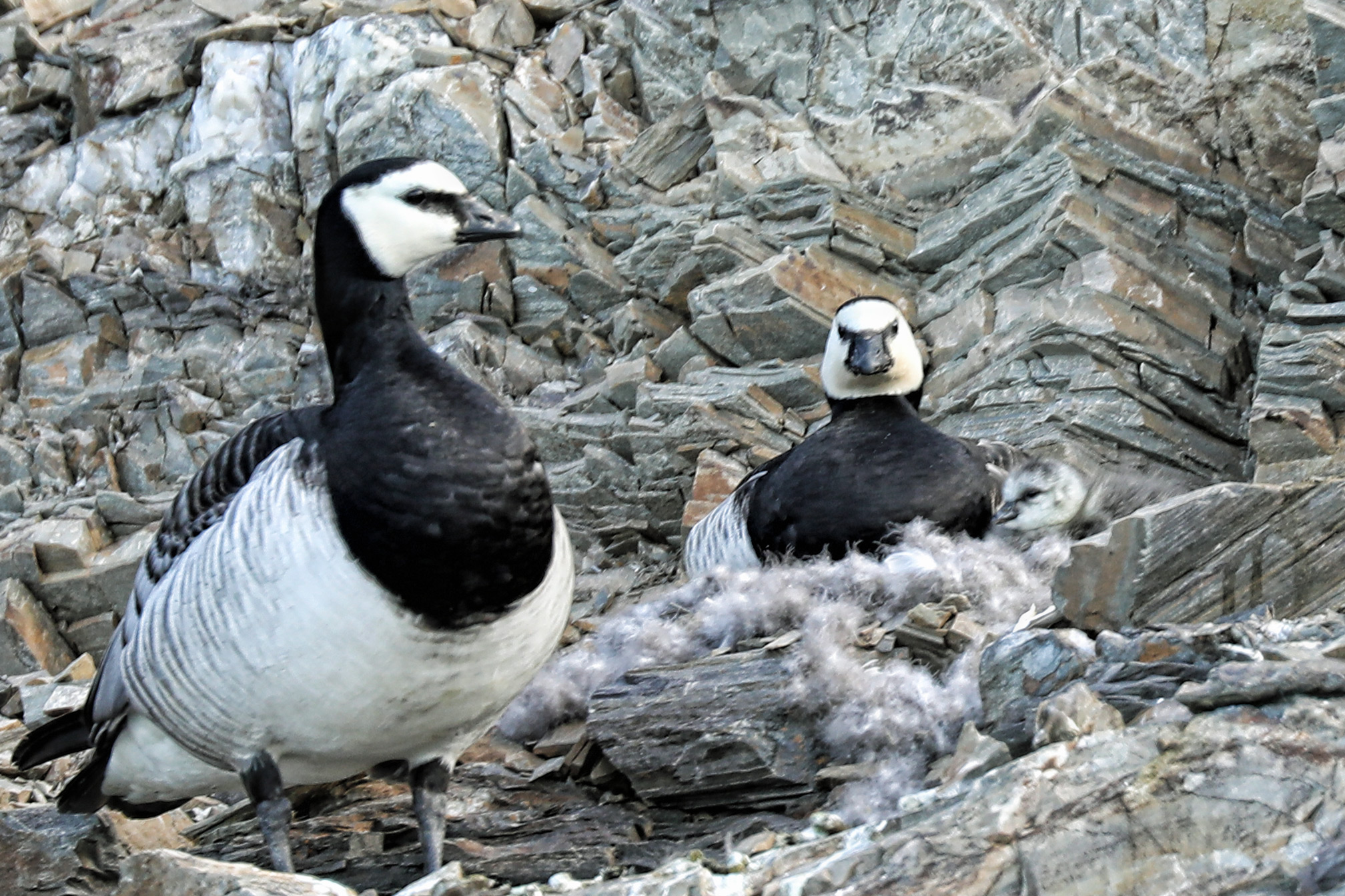 Barnacle geese with a chick (in nest, far right).