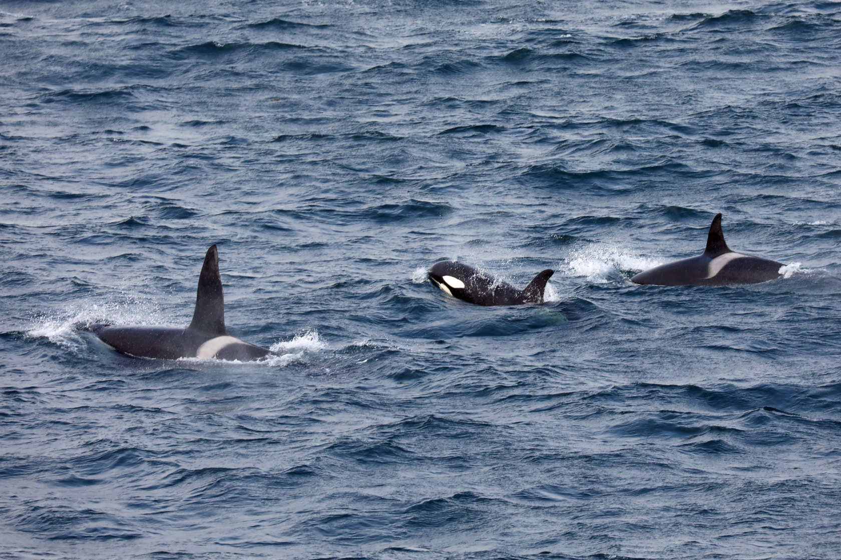 Orca pod welcoming committee in the Denmark Strait between Greenland and Iceland.