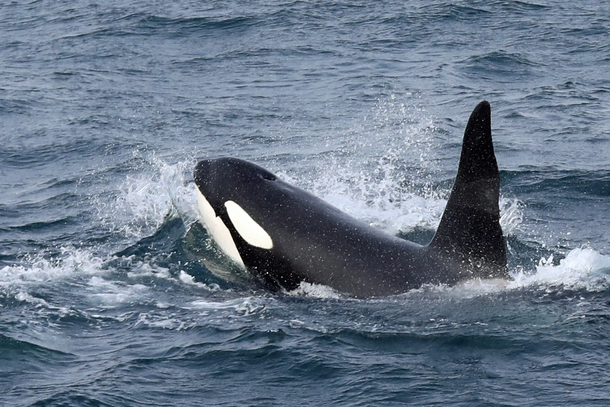 orca-whale-near-iceland.jpg