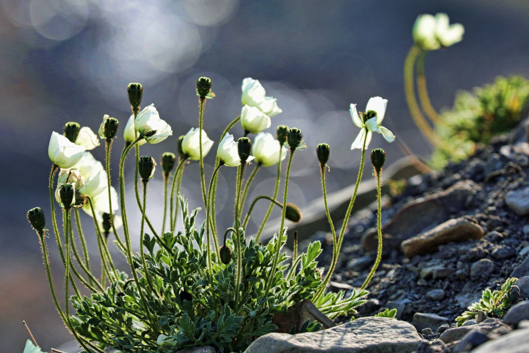 Svalbard poppy enjoying the short summer bloom.