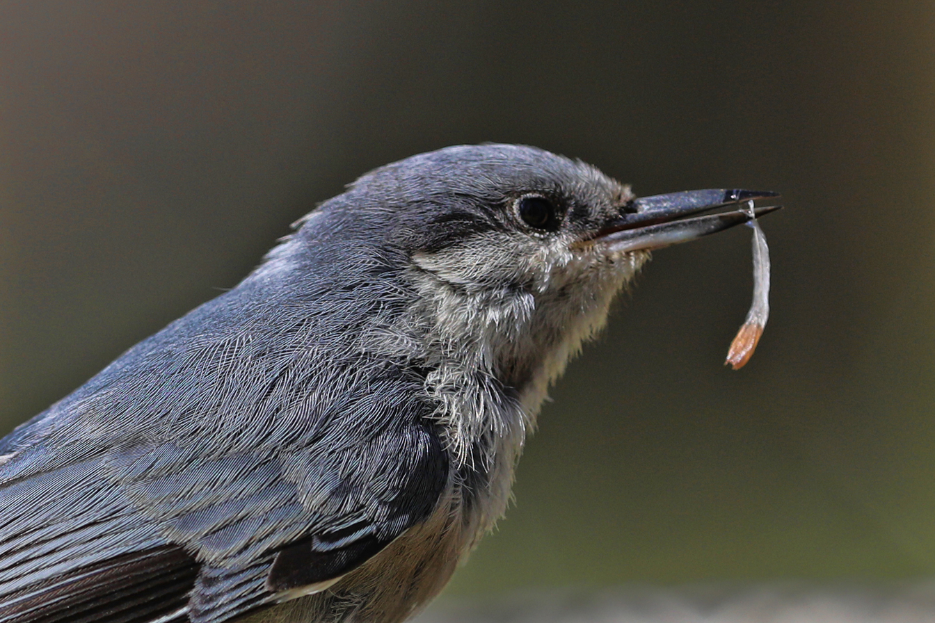 This one has an insect larva for a snack.
