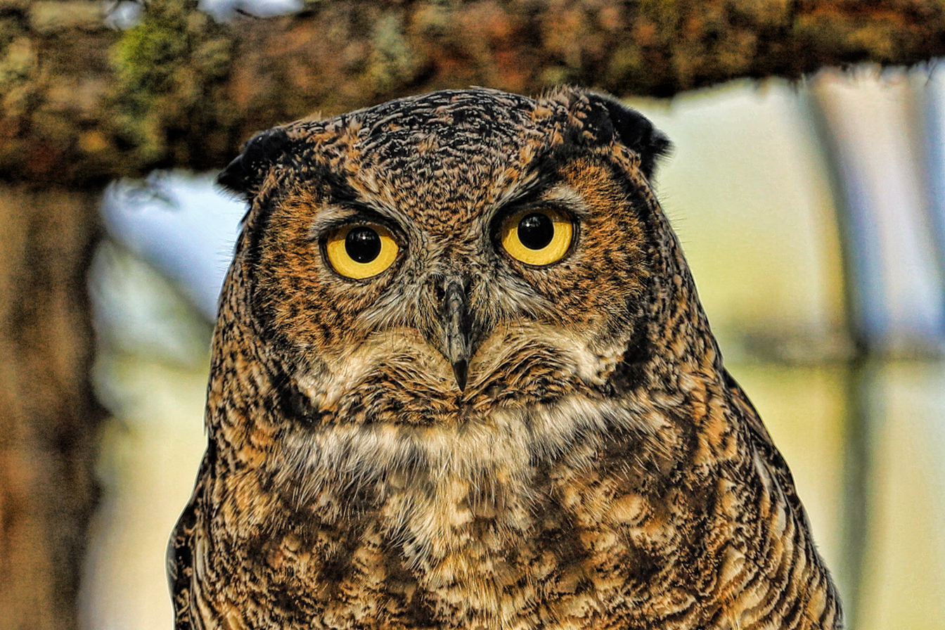 Close crop of first image above. Canon EOS 5Div with 500 mm f/4L IS II prime lens, about 50 feet away.