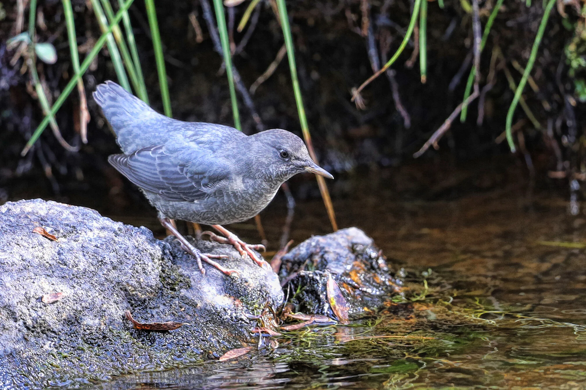 Water ouzel on Pintler Creek.