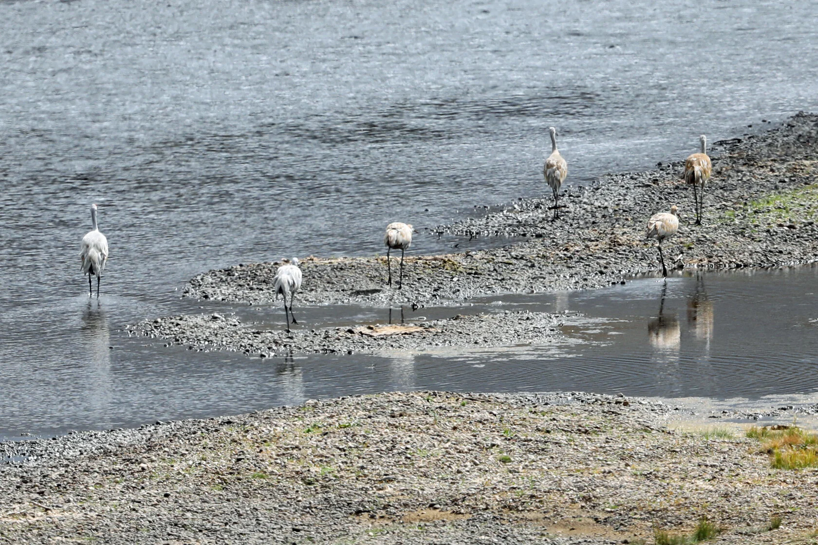 The back ends of six sandhill cranes on the Big Hole River north of Wisdom, MT.