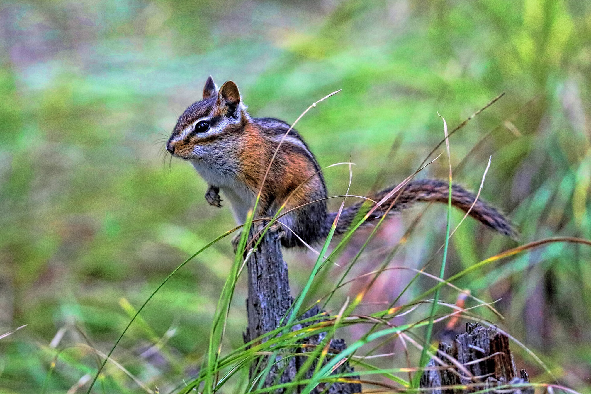 Red-tailed chipmunk in camp.