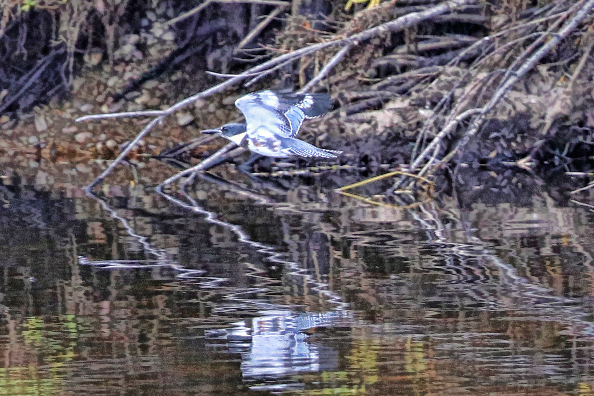 Belted kingfisher working the Big Hole River.