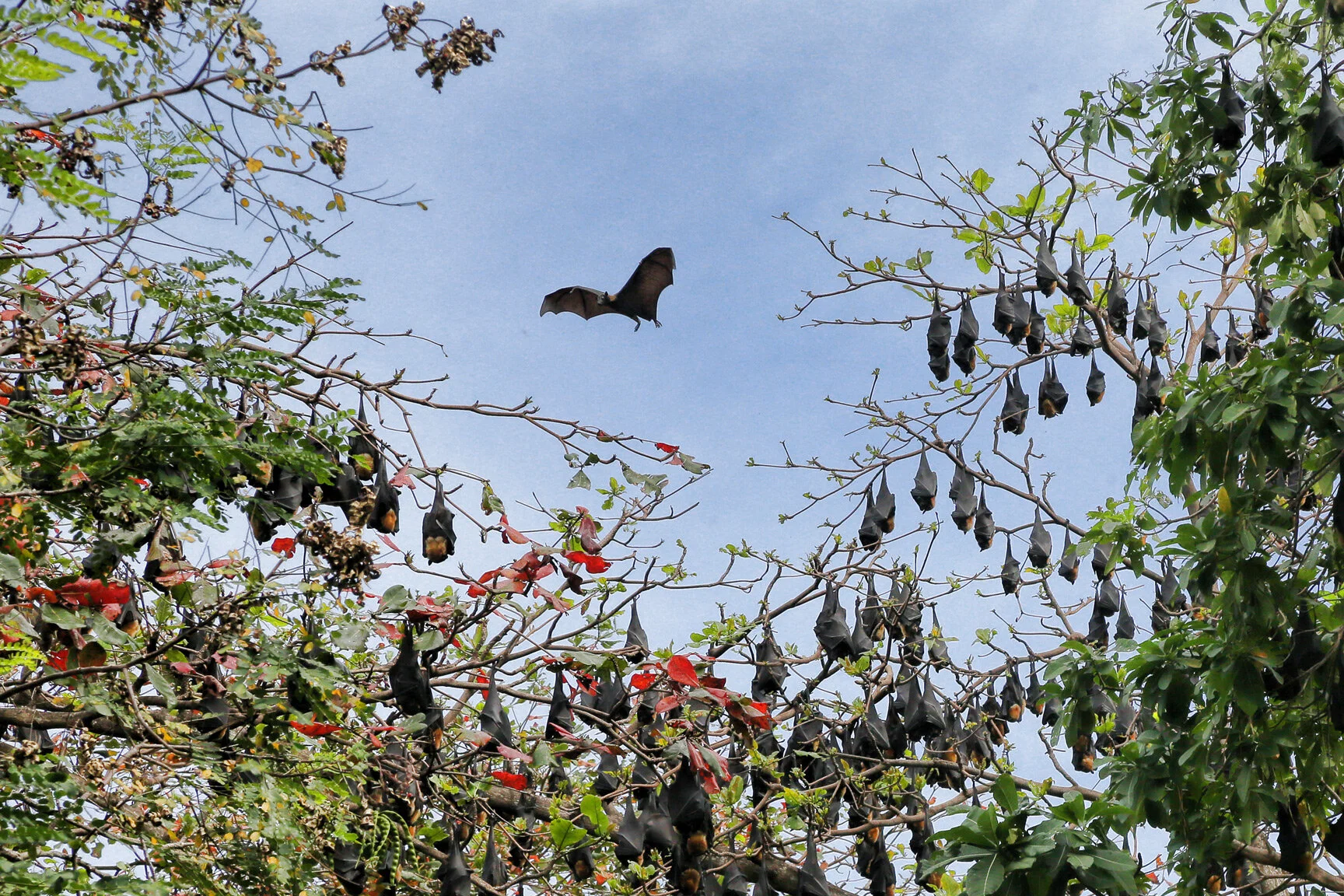 Flying foxes (fruit bats).