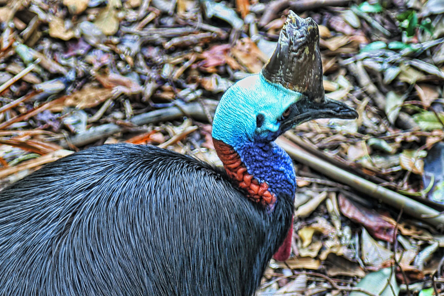 Cassowary.