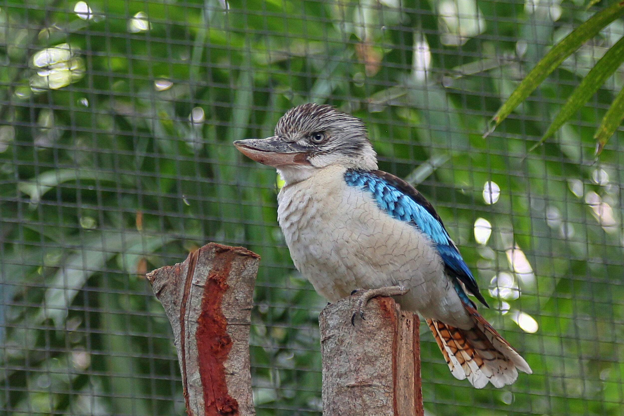 Blue-winged kookaburra.