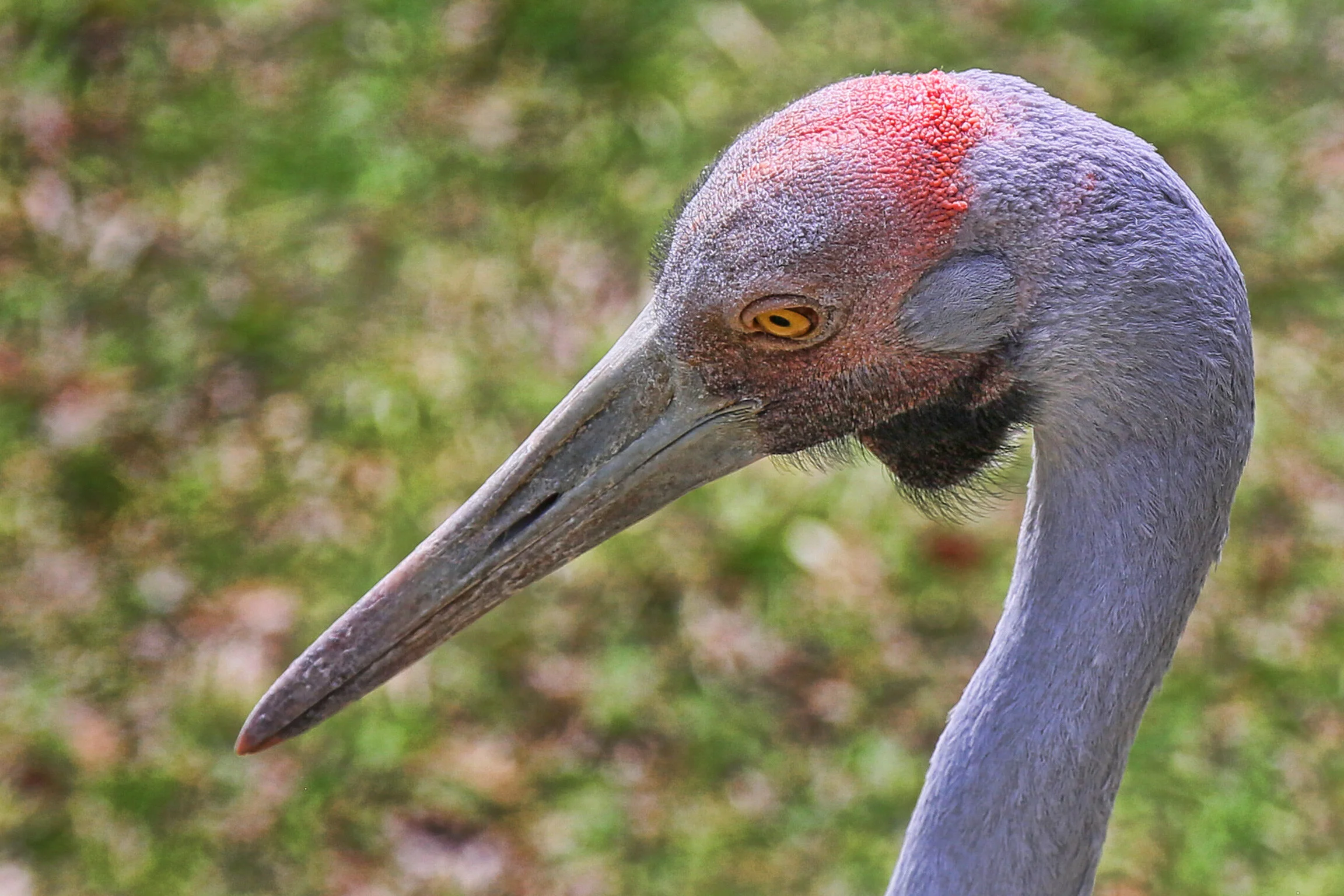 Brolga.