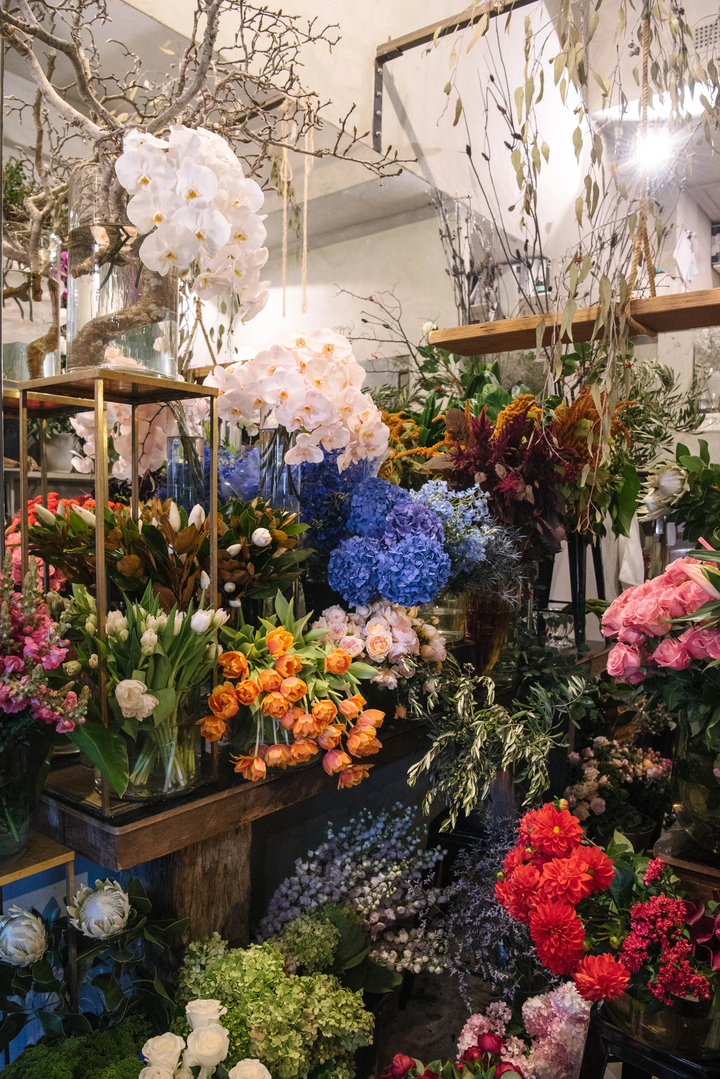 Grandiflora, Potts Point.