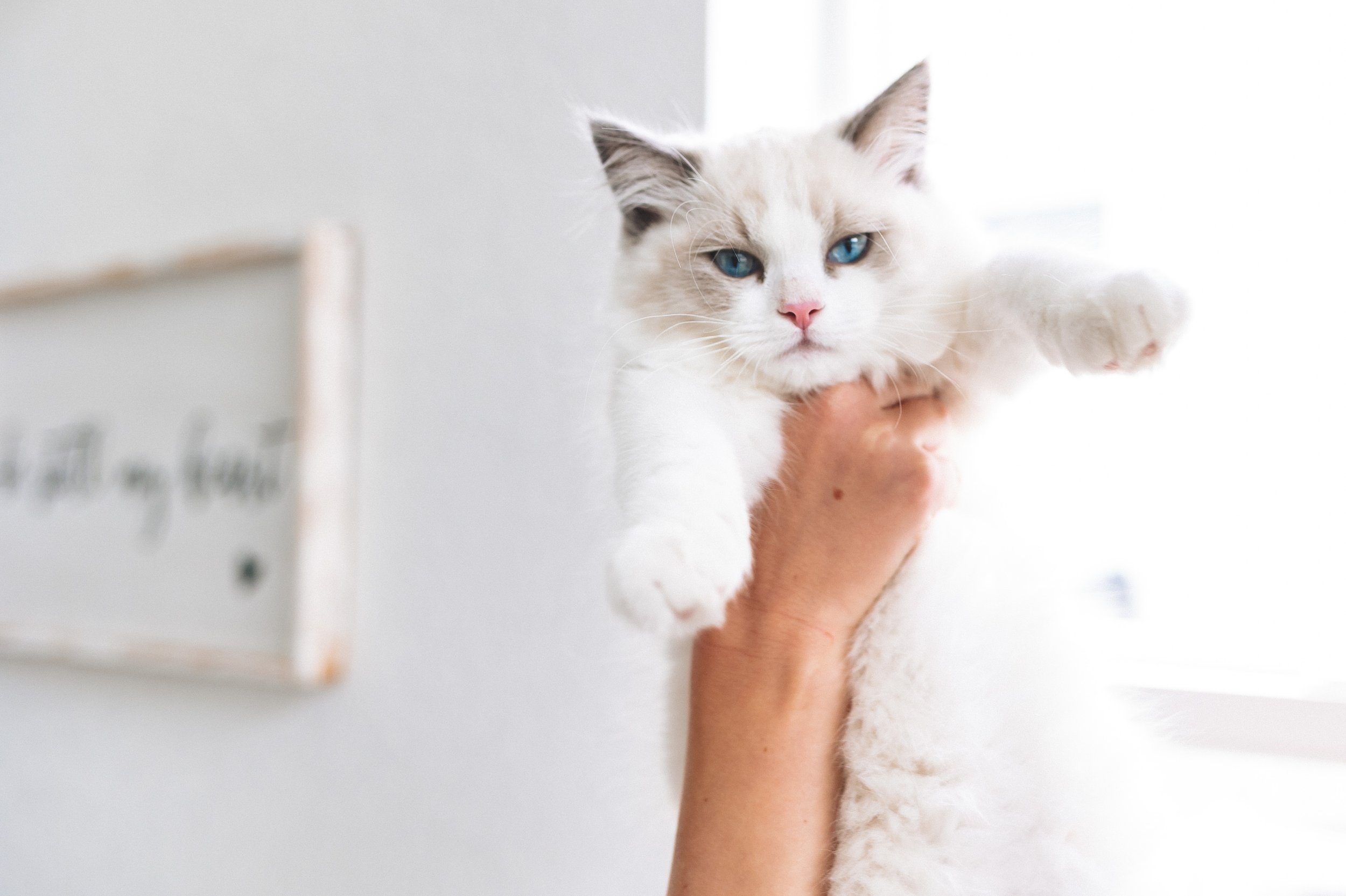 Sparrow_Kitten-24.jpg