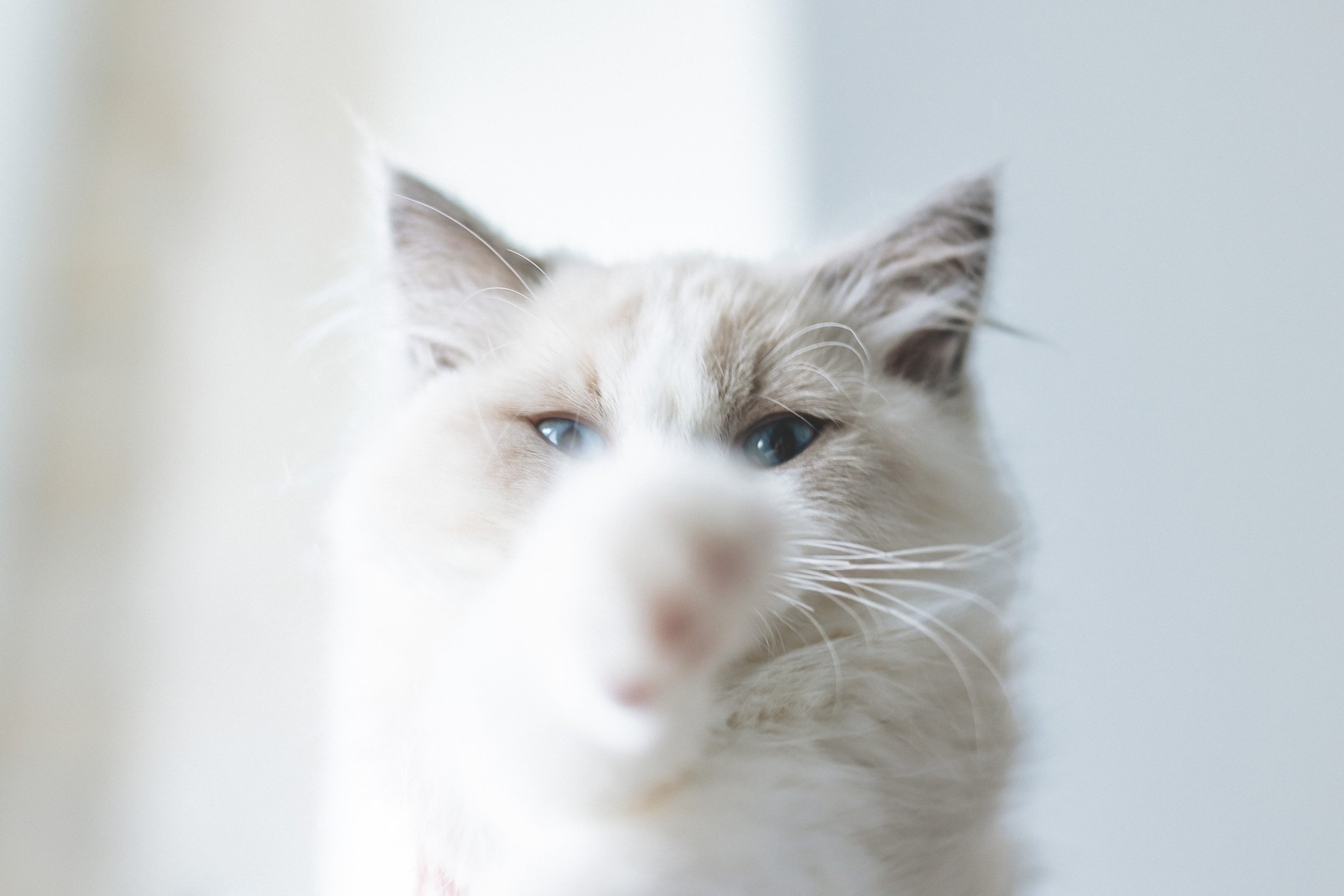 Sparrow_Kitten-3.jpg