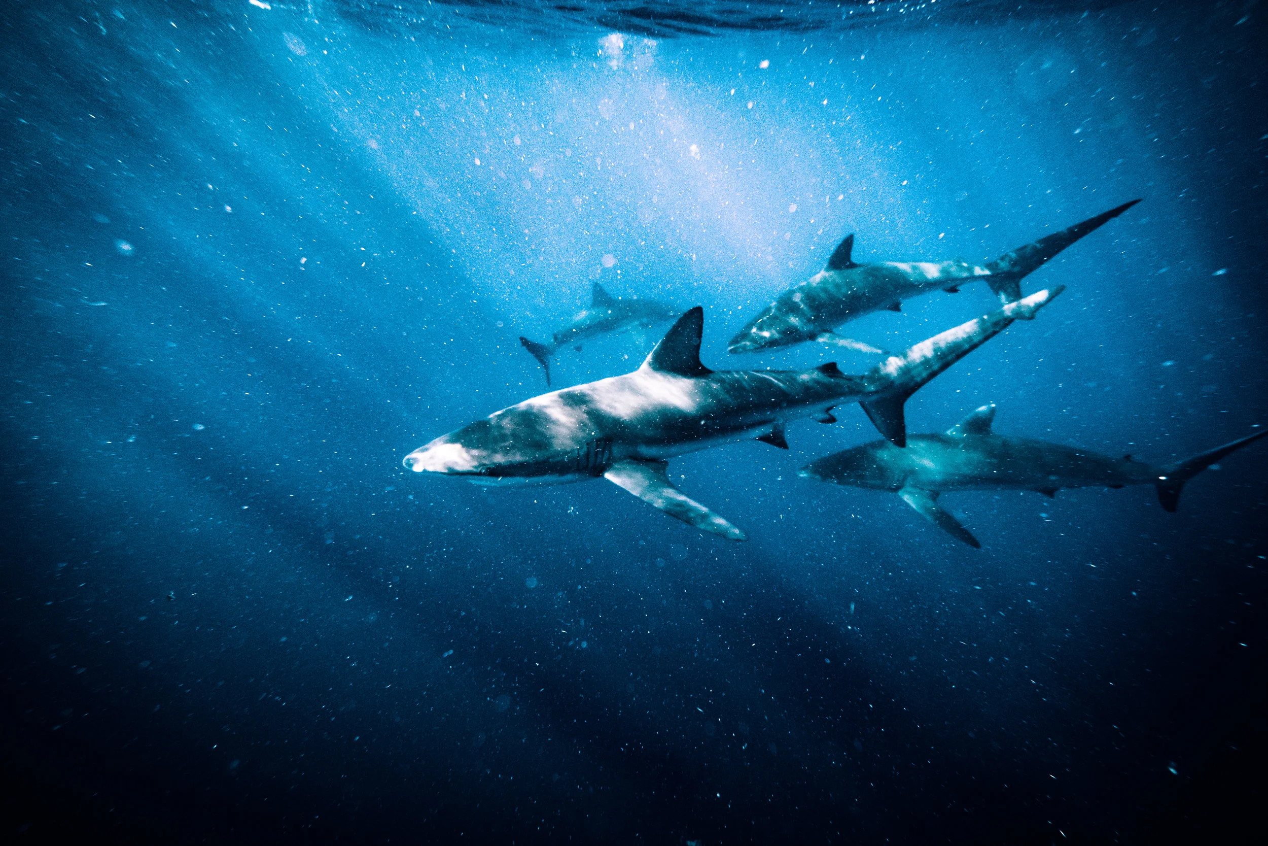 Sharks-1.jpg