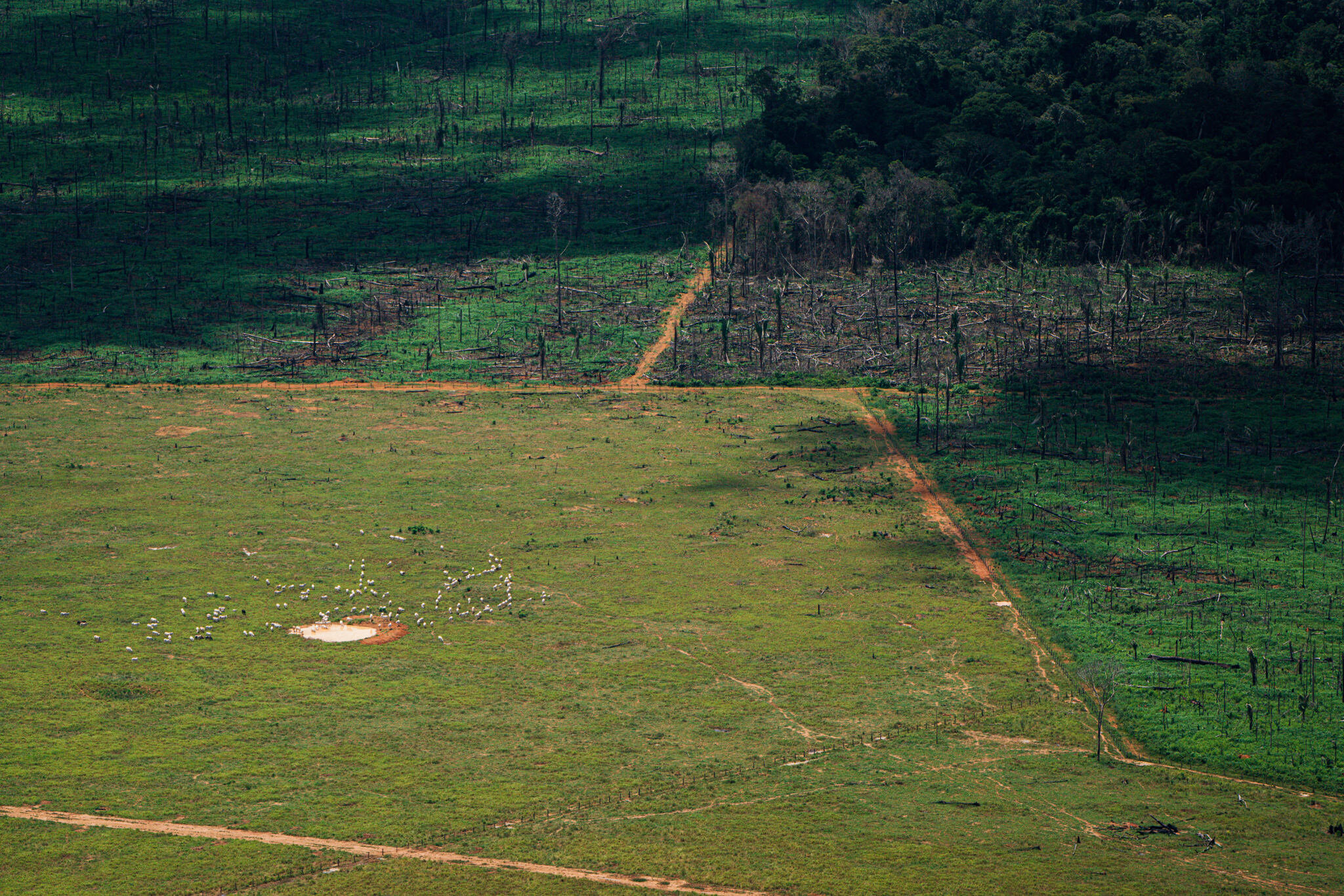 Cattle Farms