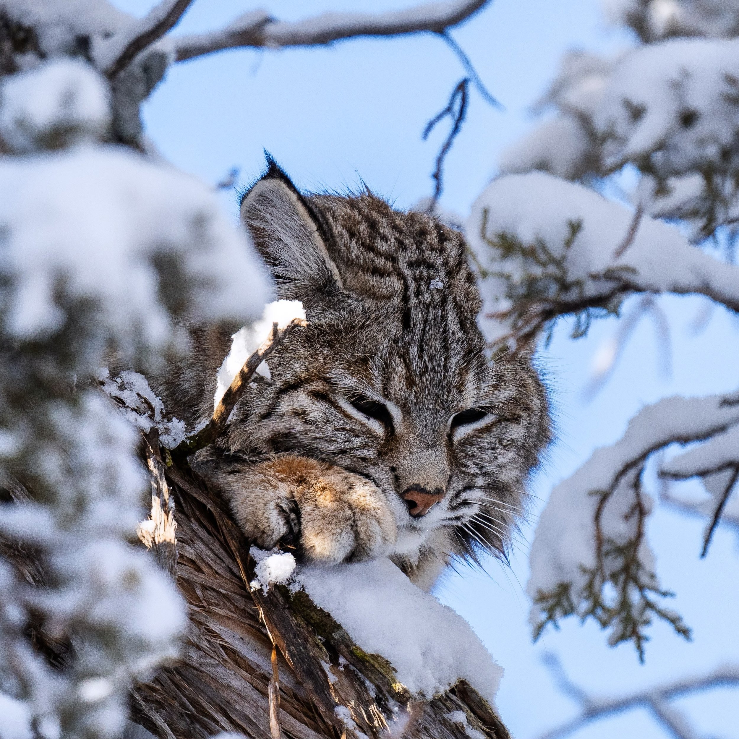 🎵What do bobcats dream of🎵
🎵When they take a little bobcat snooze🎵