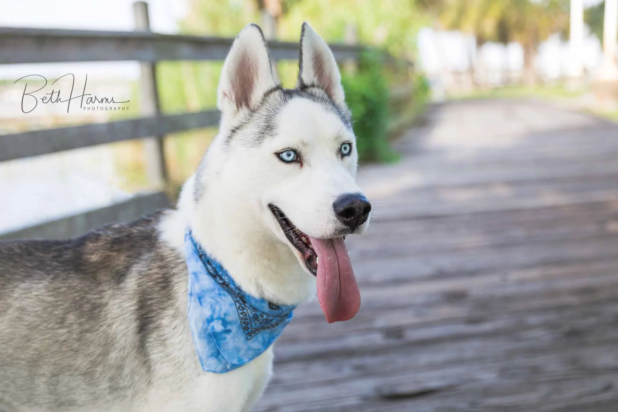 husky.jpg