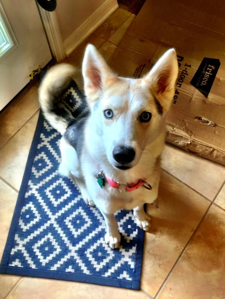 Sadie 1.jpg