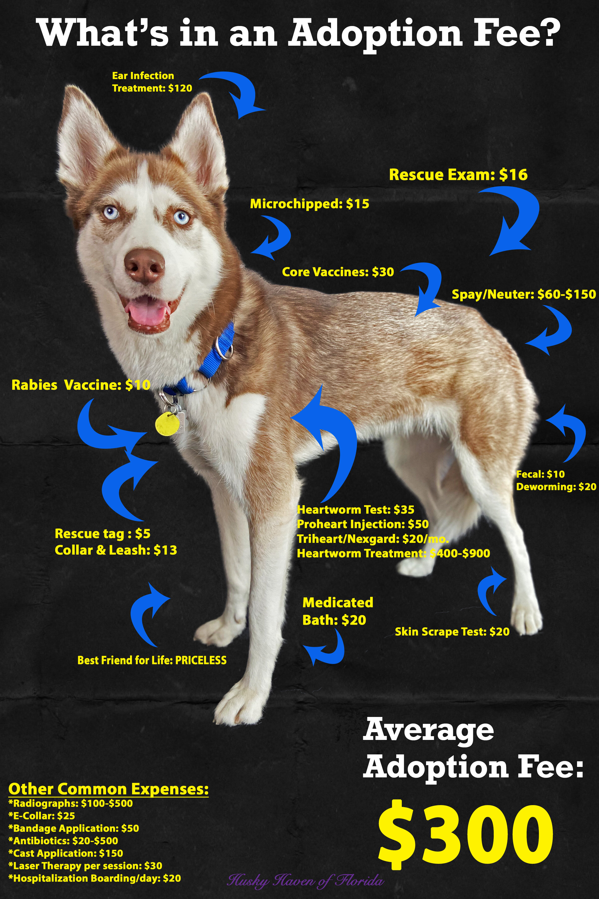 adopt a pet husky