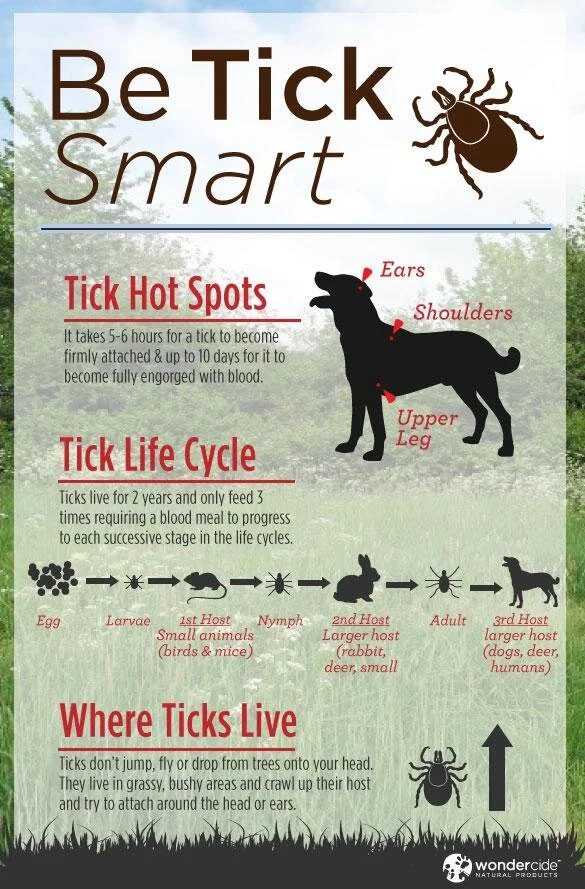 Tick Alert: Dog Owners Beware