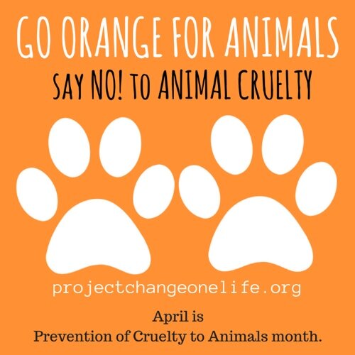 Go Orange” in April for the Animals — Husky Haven of Florida