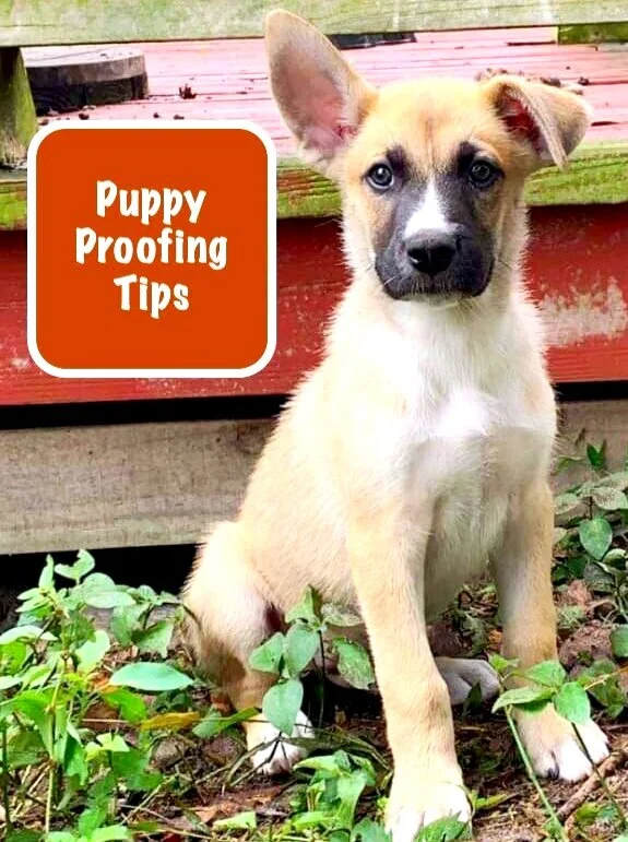 Puppy Proofing is Not Just for Puppies