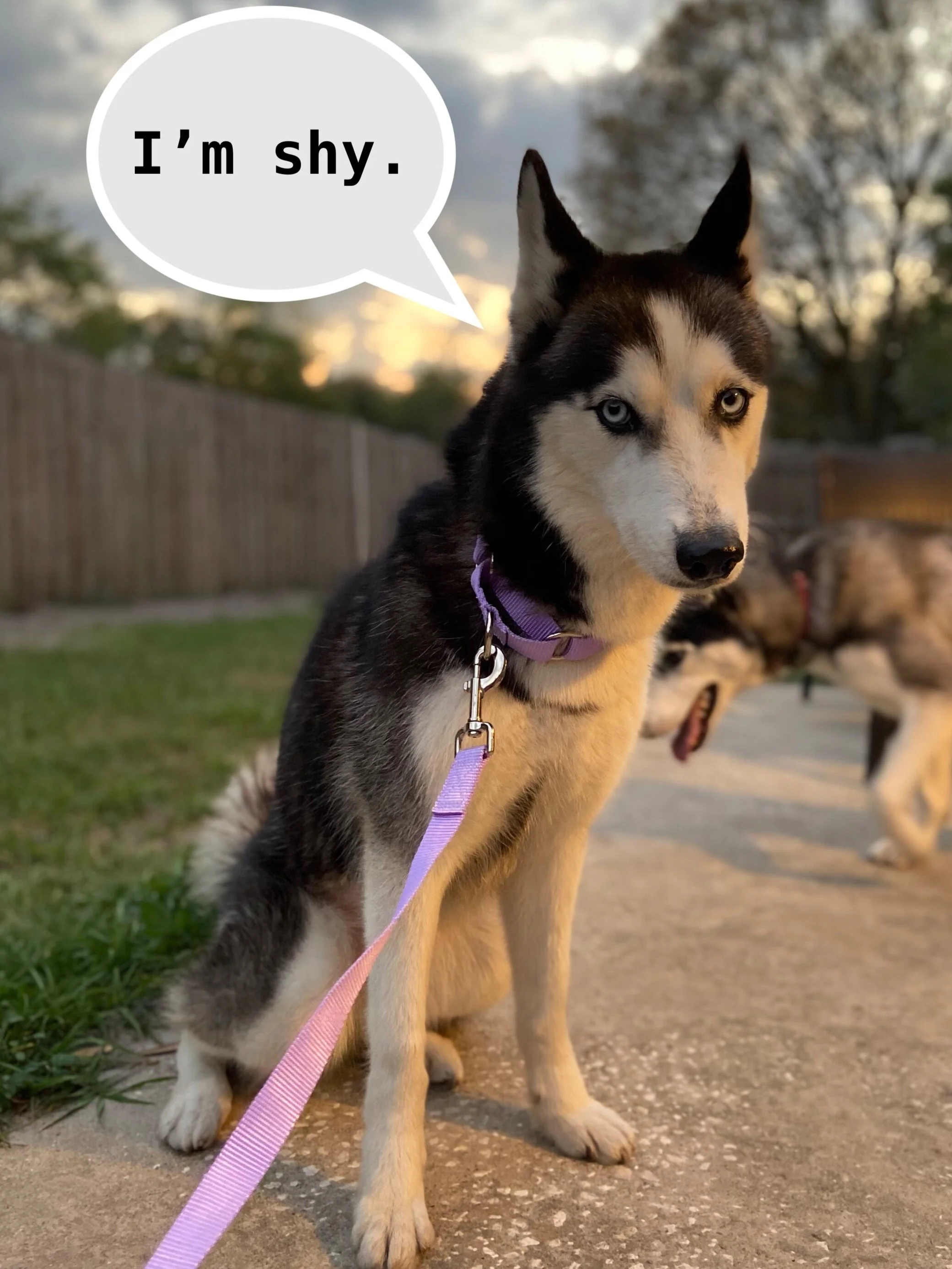 Introducing Your New Dog to Your Other Pets