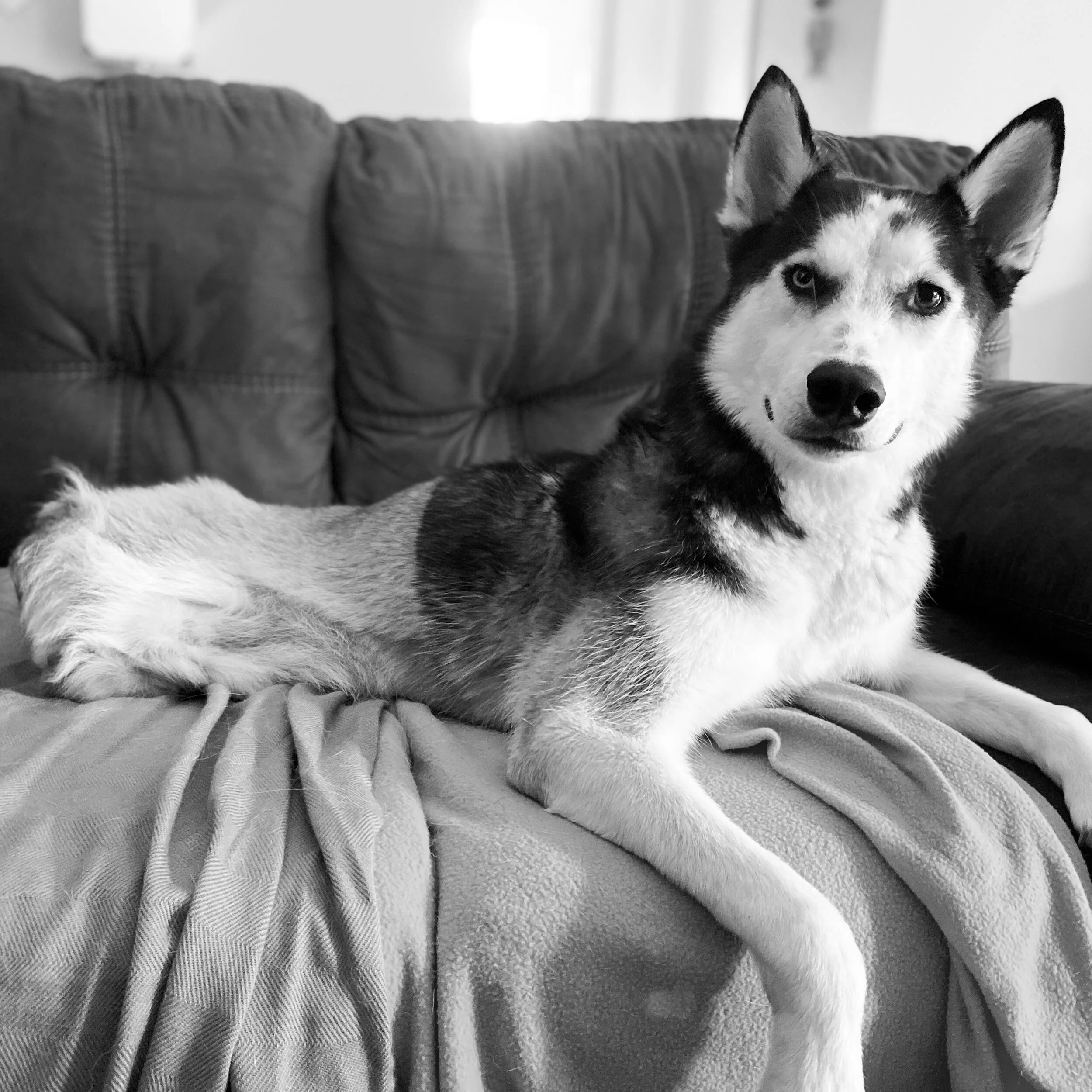 Dog Incontinence and Diapering Tips