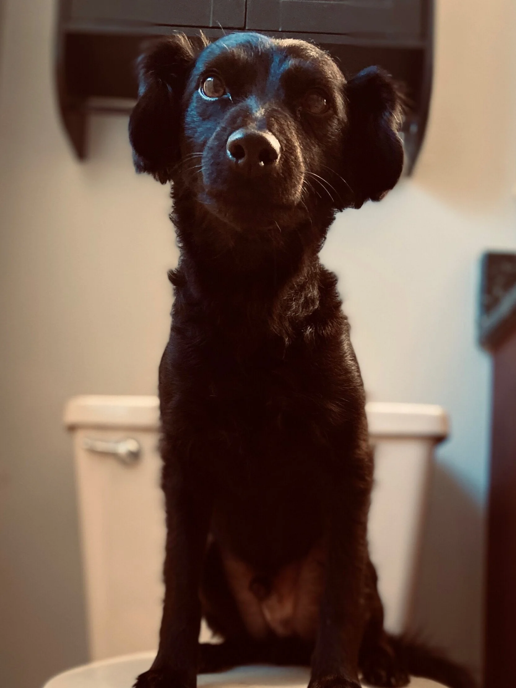 Forever home: Now What?