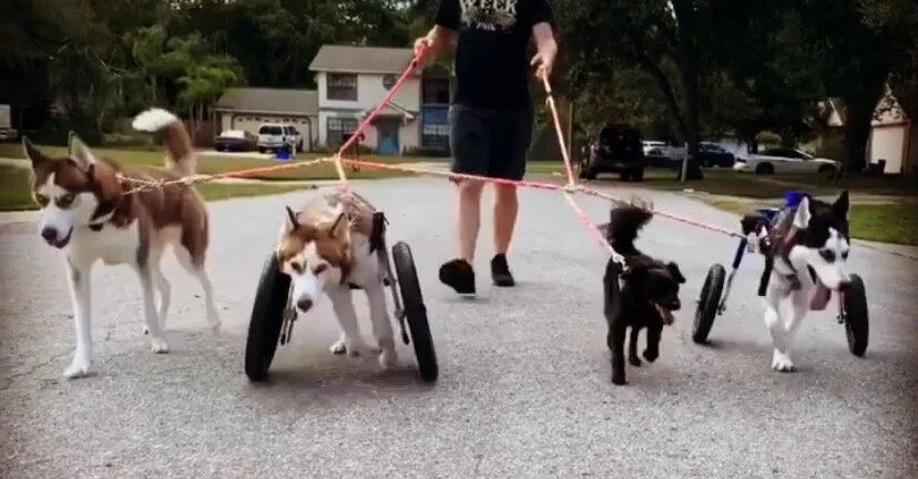 Consider the Pet Sitter