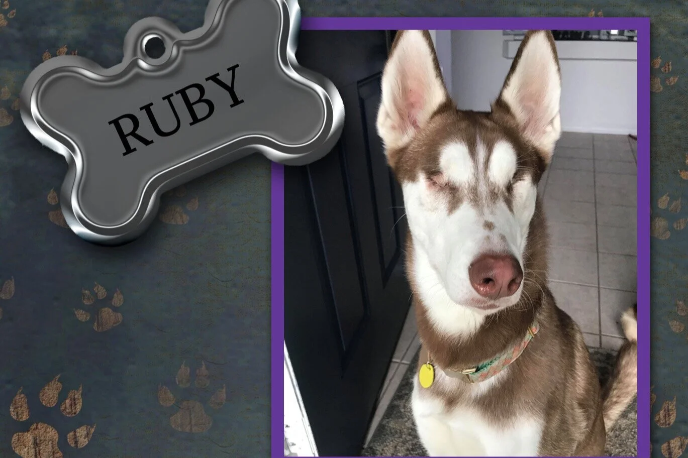 Be Special: Adopt a dog with Special Needs