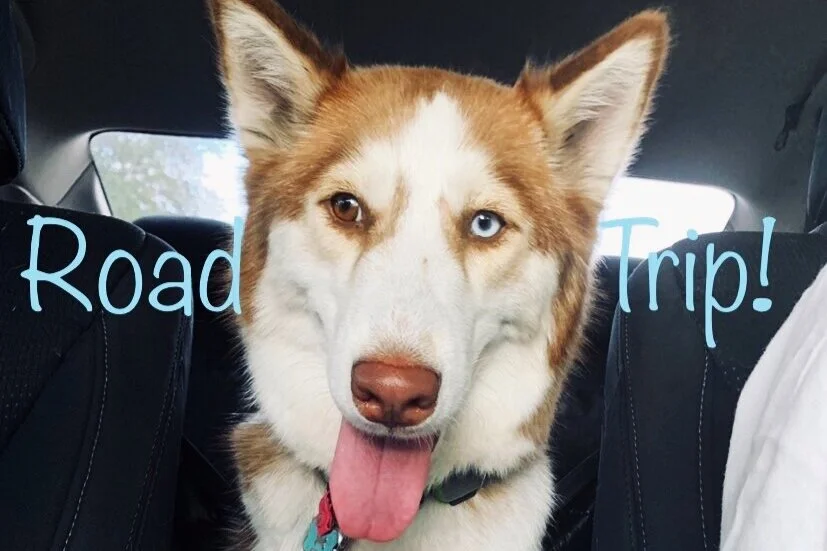 Carefree Dog Road Trips