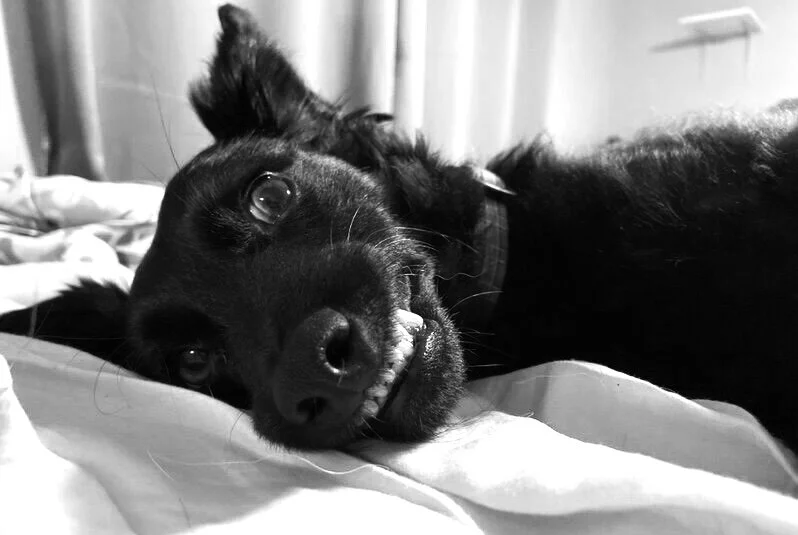 Provide Your Dog with Proper Dental Care