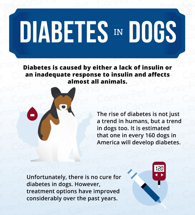 how does diabetes affect a dog