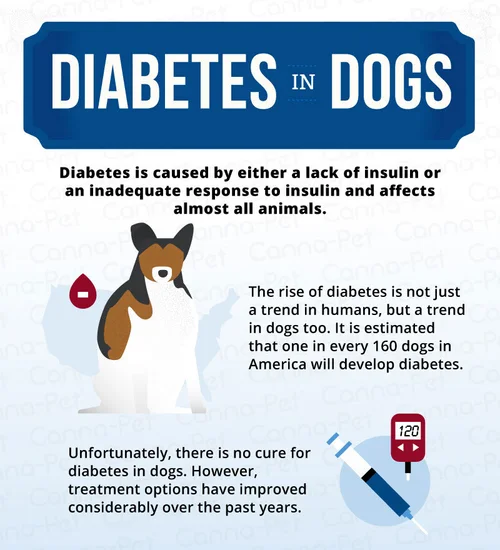 Can Pancreatitis In Dogs Cause Diabetes