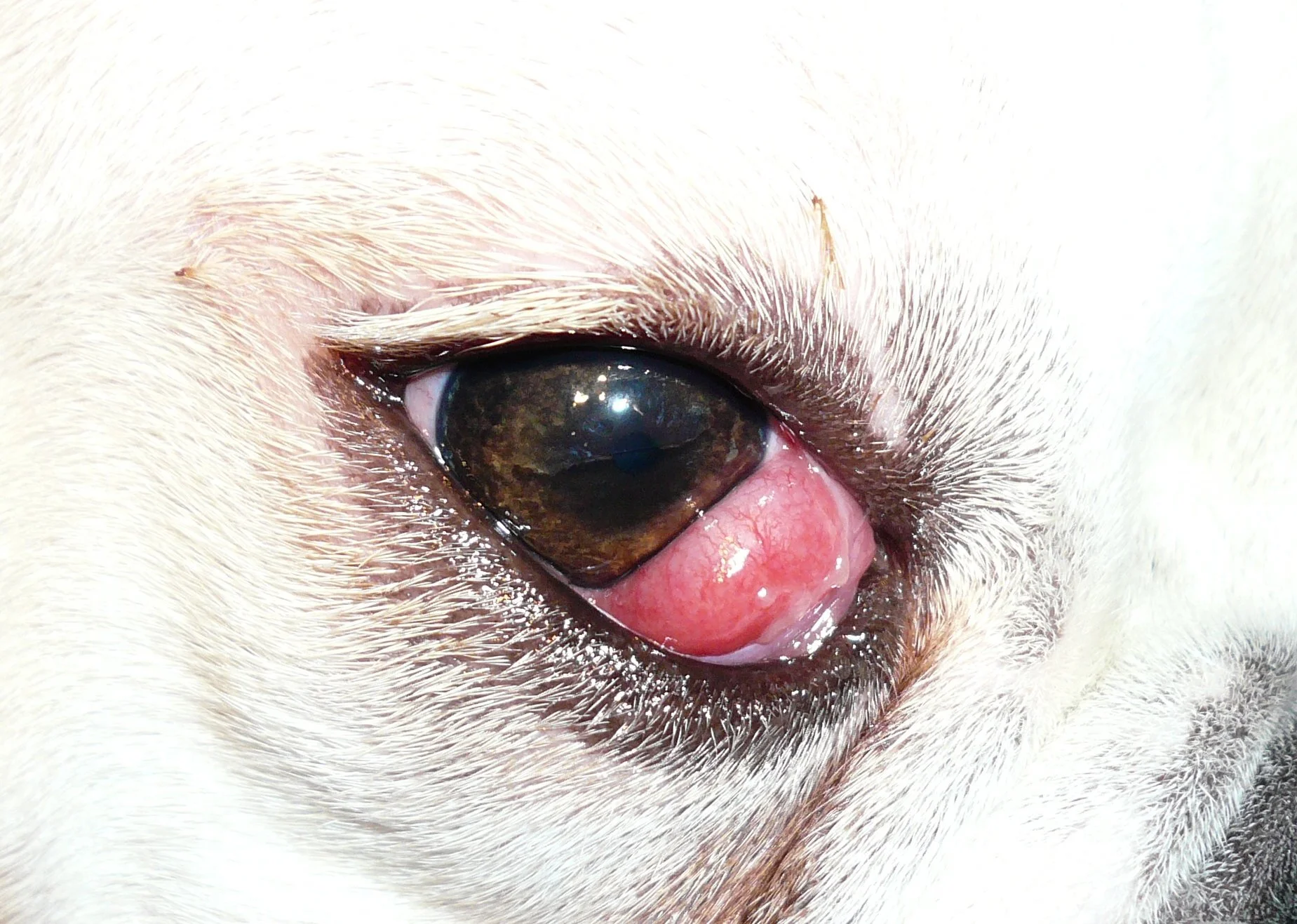 Cherry Eye in Dogs
