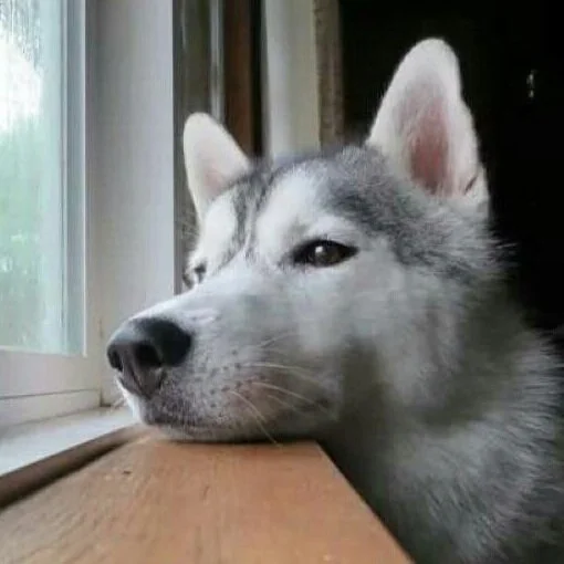 Dogs and Seasonal Affective Disorder