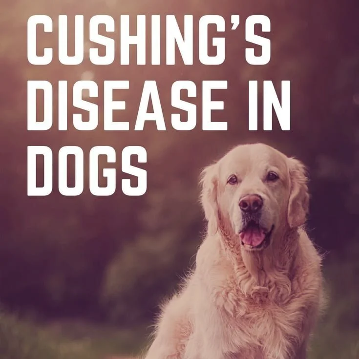 Cushing's Disease in Senior Dogs
