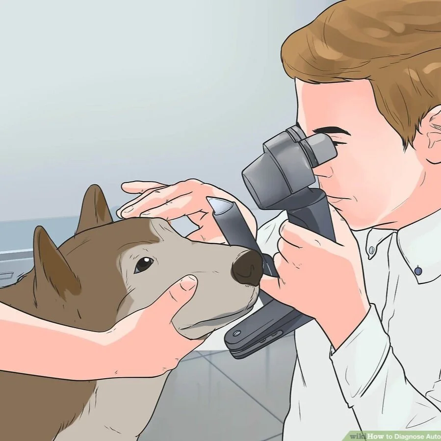 Blindness in Senior Dogs