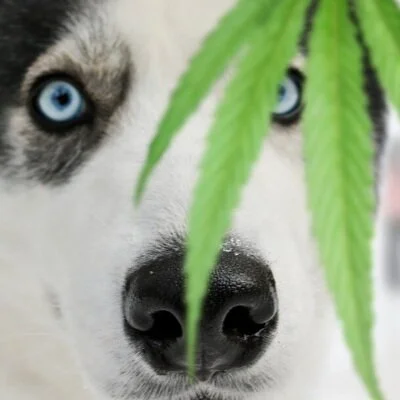 Marijuana Toxicity in Dogs