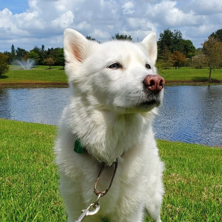 The Joys of Adopting a Senior Dog