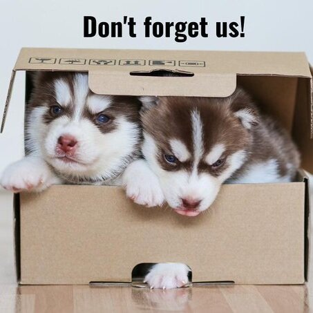 Make Moving Easier for You and Your Dog