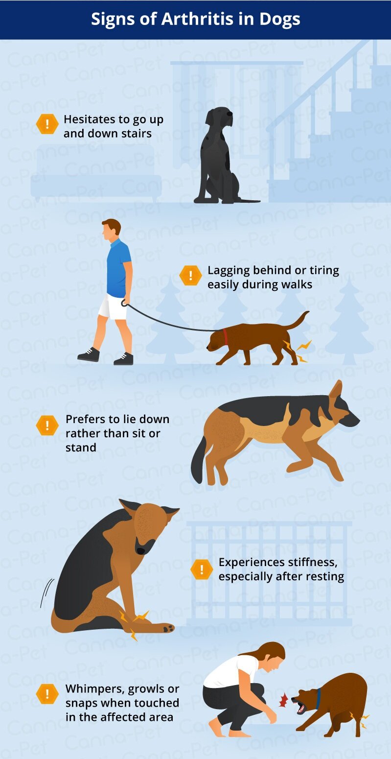 should a dog with arthritis be walked