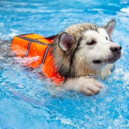 Arthritis in Senior Dogs