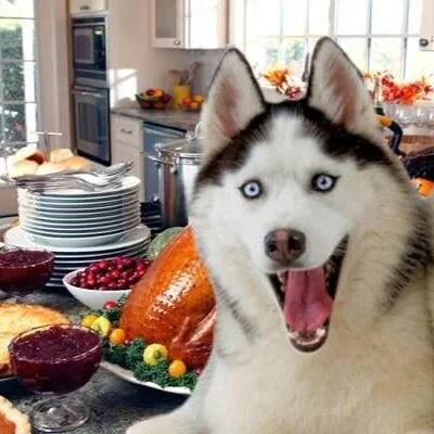 A Carefree Canine Thanksgiving