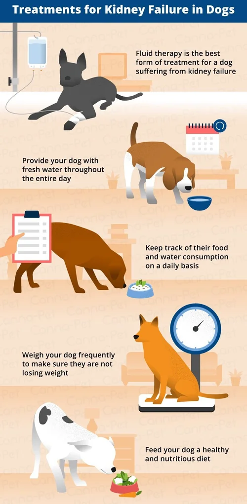 Last days of dog with kidney failure