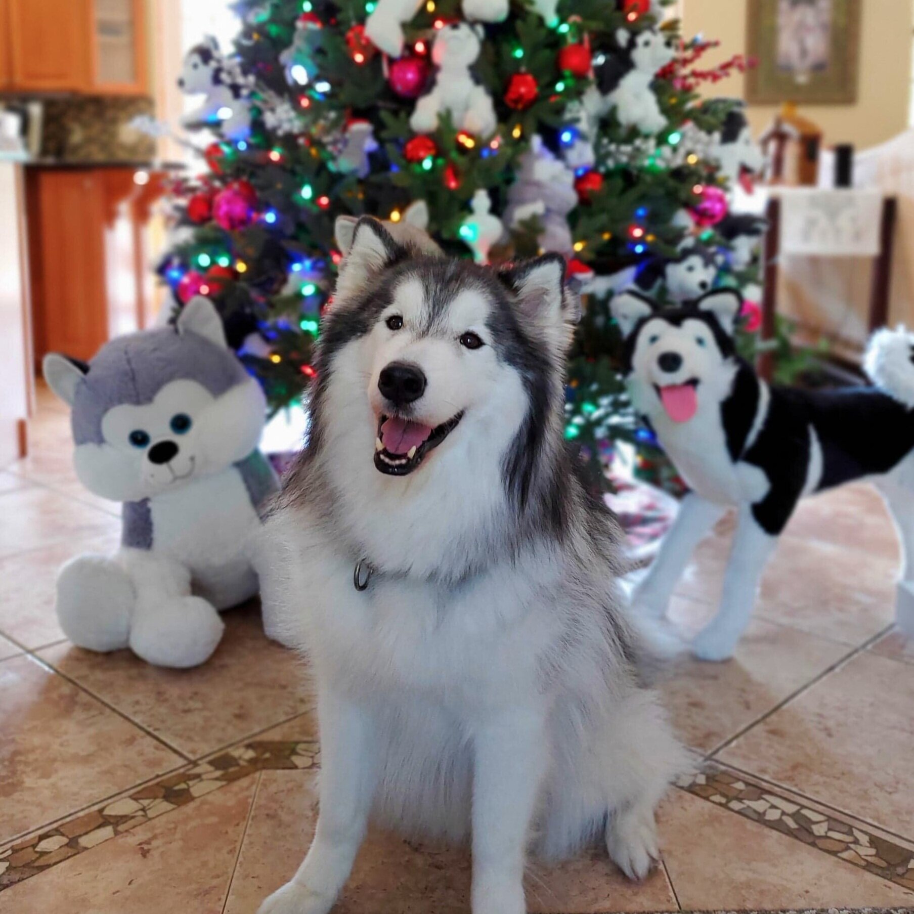 Holiday Hoopla and Doggy Health Hazards 