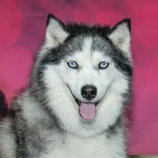 Heart Disease in Senior Dogs