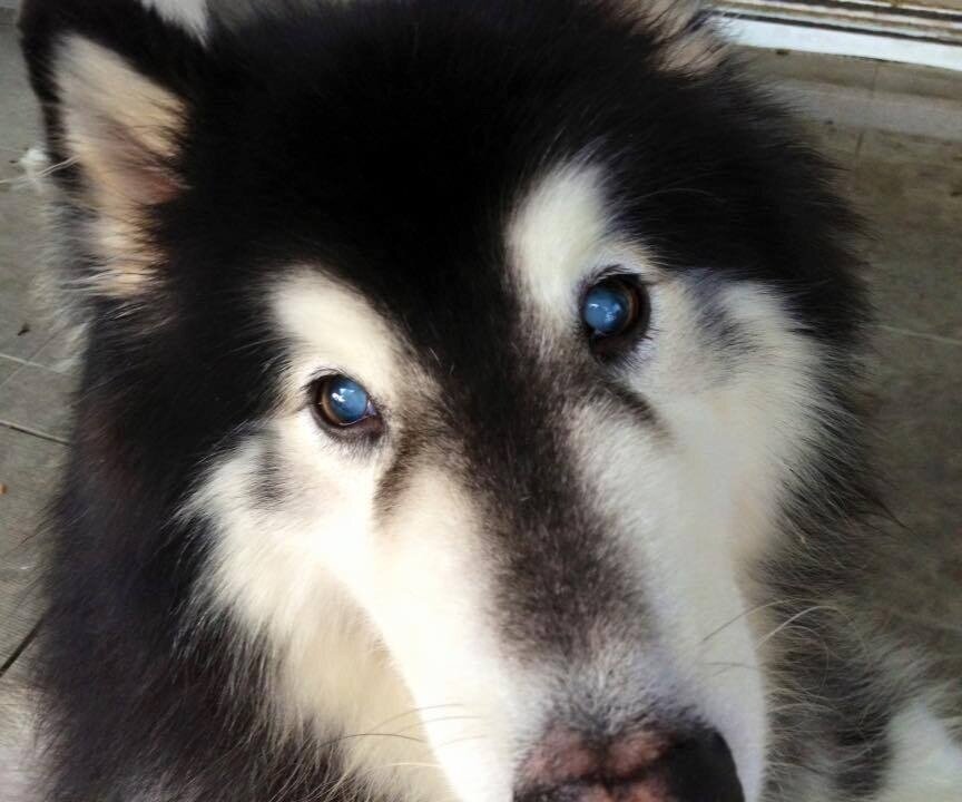 Cataracts in Senior Dogs — Husky Haven of Florida